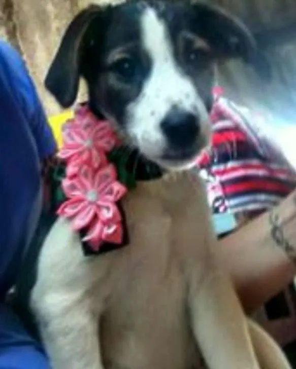 Cachorro ra a SRD idade 2 a 6 meses nome kriska