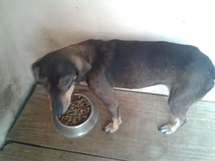 Cachorro ra a linguicinha idade 6 ou mais anos nome kikinha