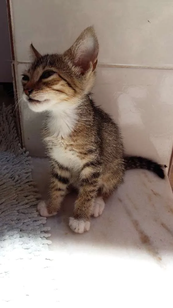 Gato ra a Vira lata  idade 2 a 6 meses nome Jonjon