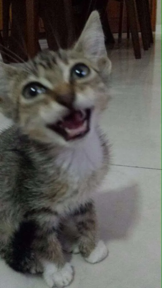 Gato ra a Vira lata  idade 2 a 6 meses nome Jonjon