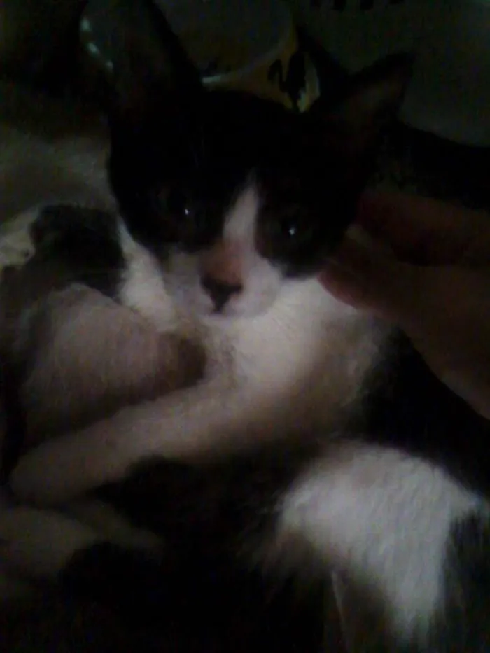 Gato ra a SRD idade  nome Agatha