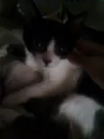 Agatha