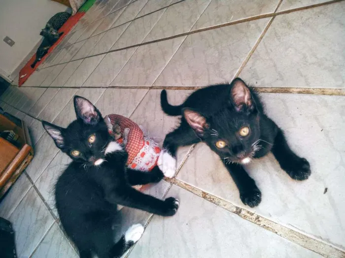Gato ra a Gatos  idade 2 a 6 meses nome Sem nomes 