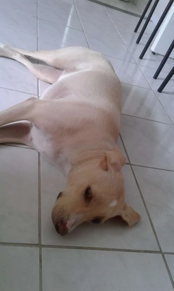 Cachorro ra a Indefinida idade 1 ano nome Clara