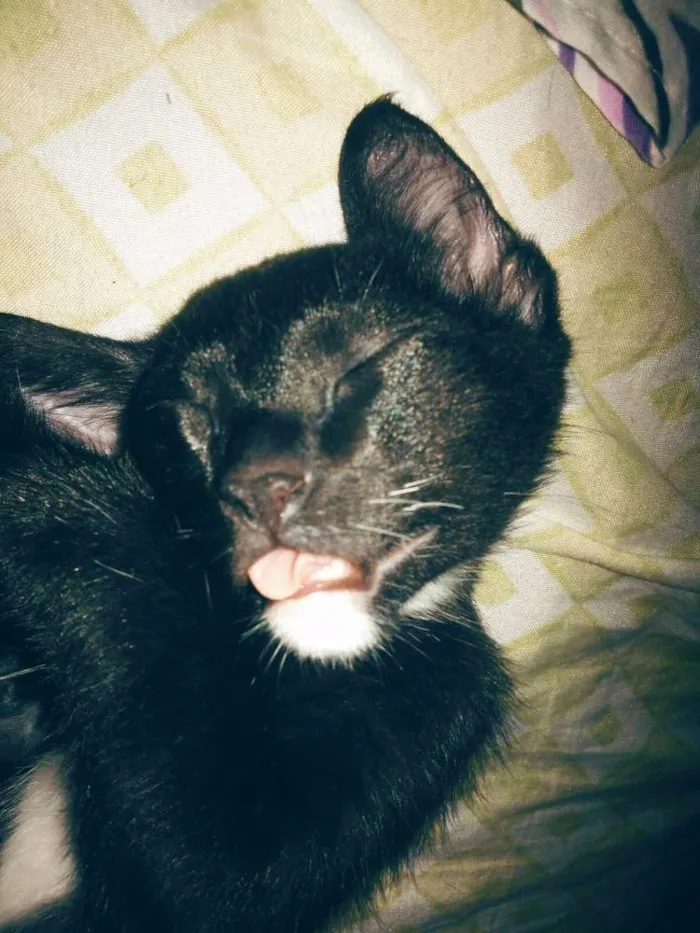 Gato ra a Gatos  idade 2 a 6 meses nome Sem nomes 