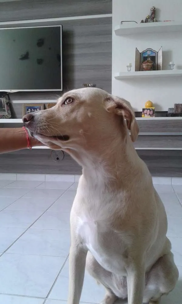 Cachorro ra a Indefinida idade 1 ano nome Clara
