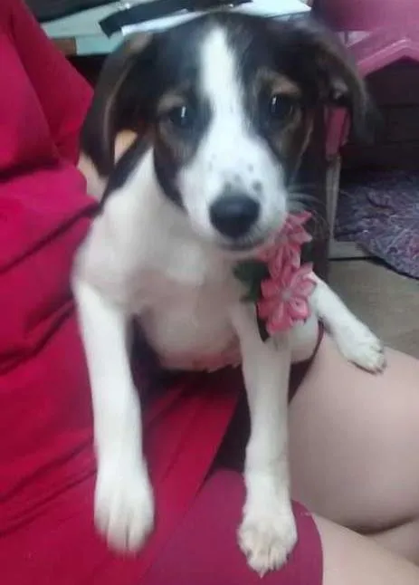 Cachorro ra a SRD idade 2 a 6 meses nome kriska