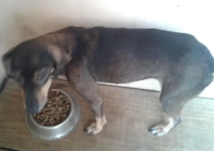 Cachorro ra a linguicinha idade 6 ou mais anos nome kikinha
