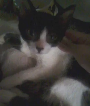 Gato raça SRD idade  nome Agatha