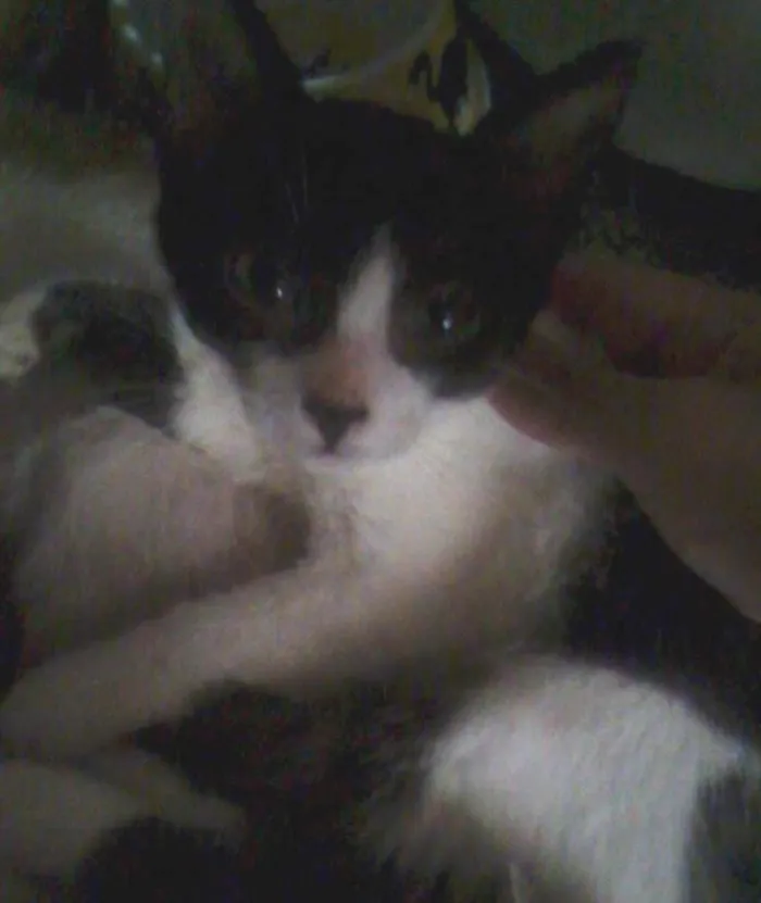 Gato ra a SRD idade  nome Agatha