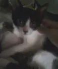 Agatha