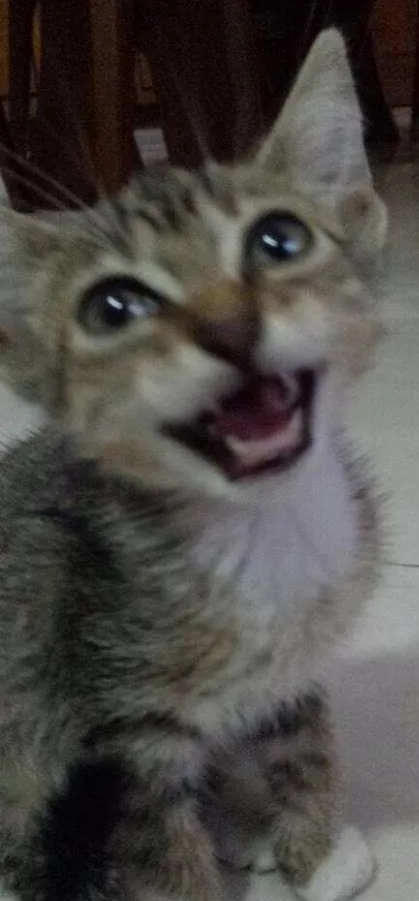 Gato ra a Vira lata  idade 2 a 6 meses nome Jonjon