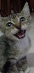 Jonjon
