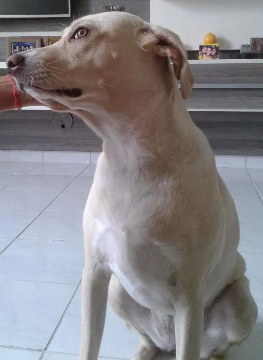 Cachorro ra a Indefinida idade 1 ano nome Clara