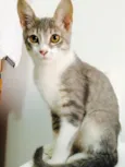 Preta e Quindim