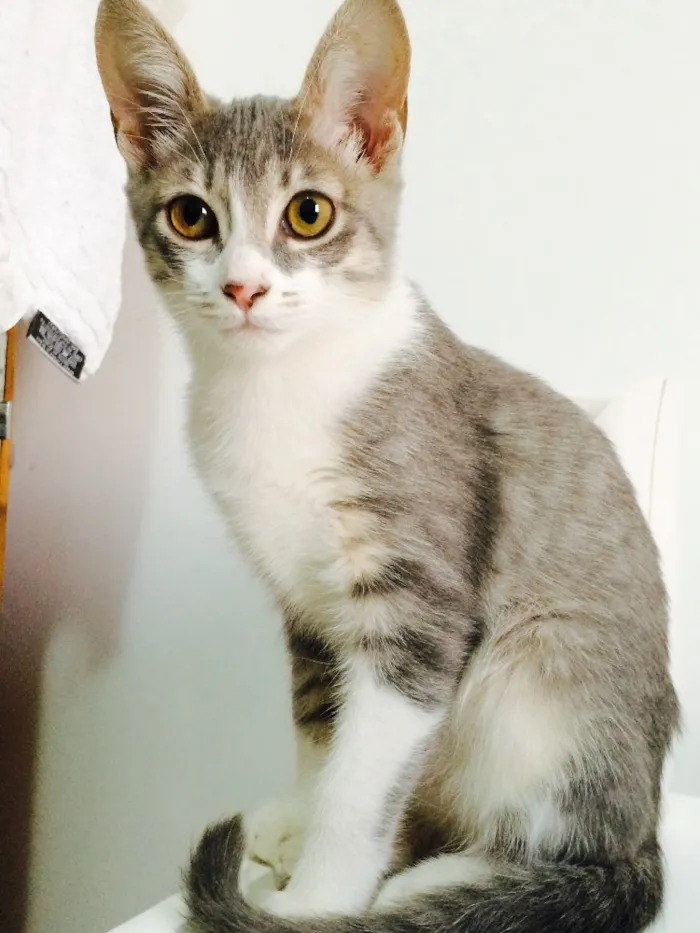 Gato ra a Perça e sem raca idade 1 ano nome Preta e Quindim