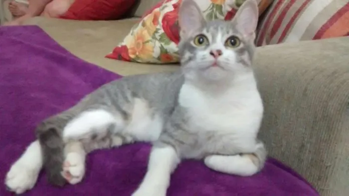 Gato ra a Perça e sem raca idade 1 ano nome Preta e Quindim