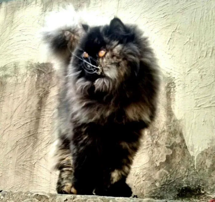 Gato ra a Perça e sem raca idade 1 ano nome Preta e Quindim
