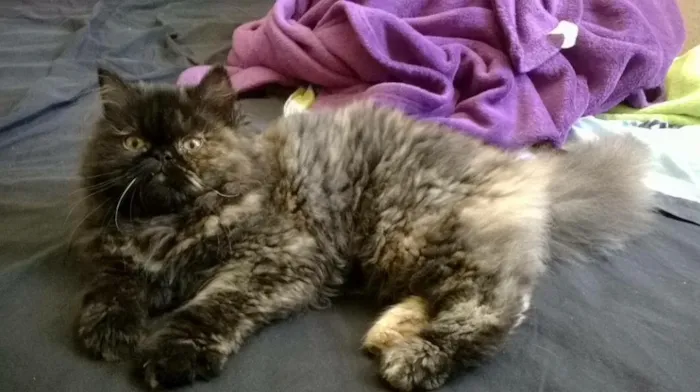Gato ra a Perça e sem raca idade 1 ano nome Preta e Quindim