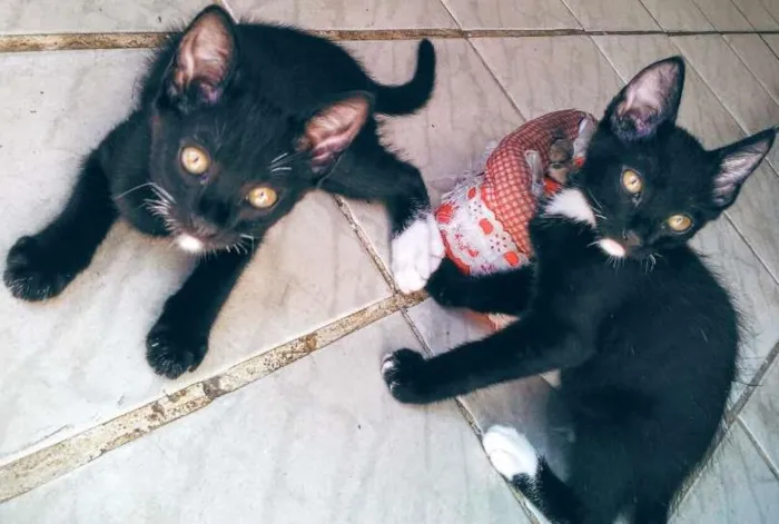 Gato ra a Gatos  idade 2 a 6 meses nome Sem nomes 