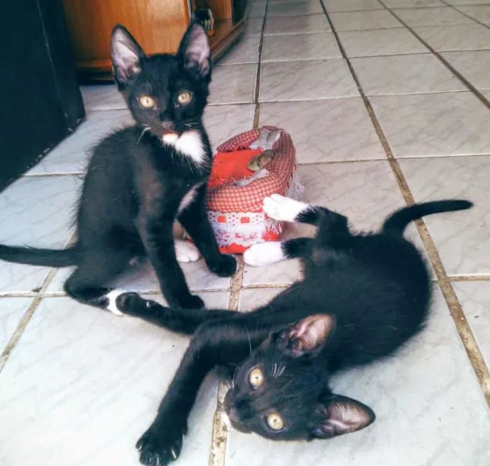 Gato ra a Gatos  idade 2 a 6 meses nome Sem nomes 