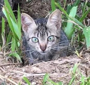 Gato raça Srd idade 2 a 6 meses nome Gatinha