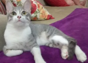 Gato raça Perça e sem raca idade 1 ano nome Preta e Quindim