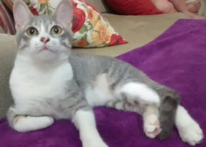 Gato ra a Perça e sem raca idade 1 ano nome Preta e Quindim