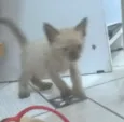 Não tem
