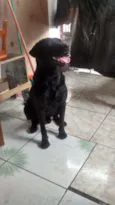 Negão