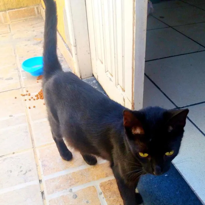 Gato raça Vira lata idade 7 a 11 meses nome Pantera