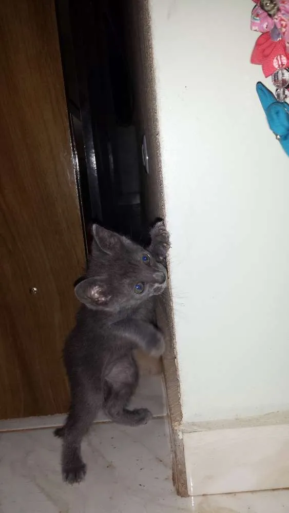 Gato ra a  idade 2 a 6 meses nome Mina, Menino, Galeg