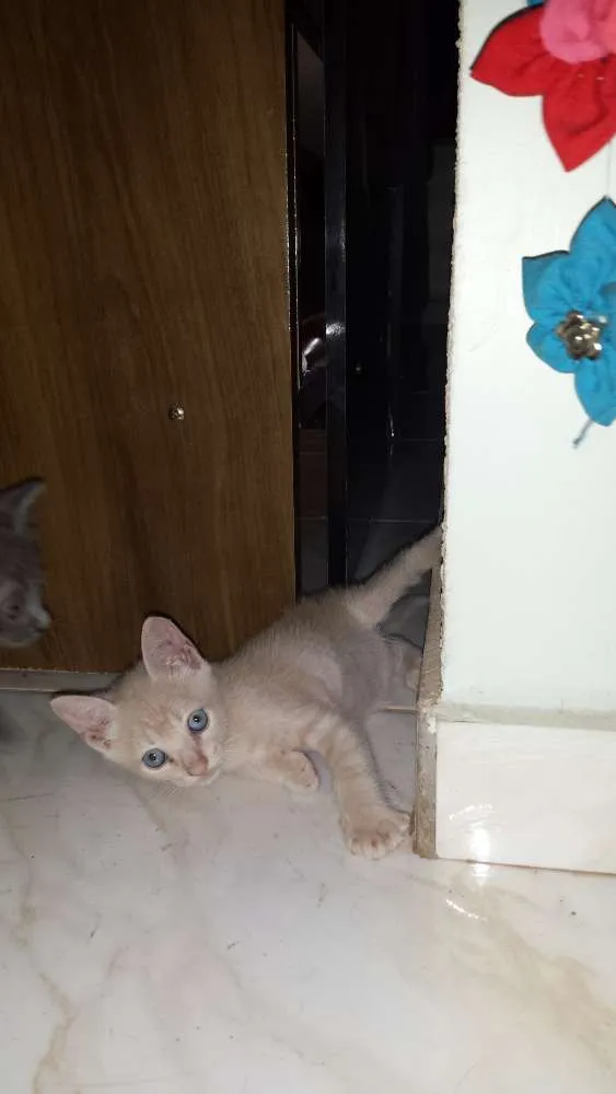 Gato ra a  idade 2 a 6 meses nome Mina, Menino, Galeg