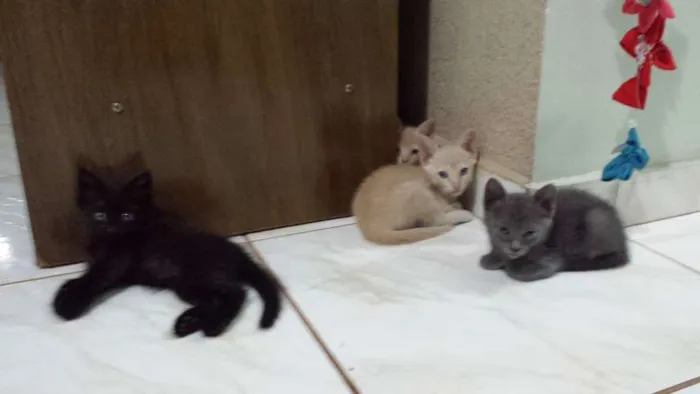 Gato ra a  idade 2 a 6 meses nome Mina, Menino, Galeg