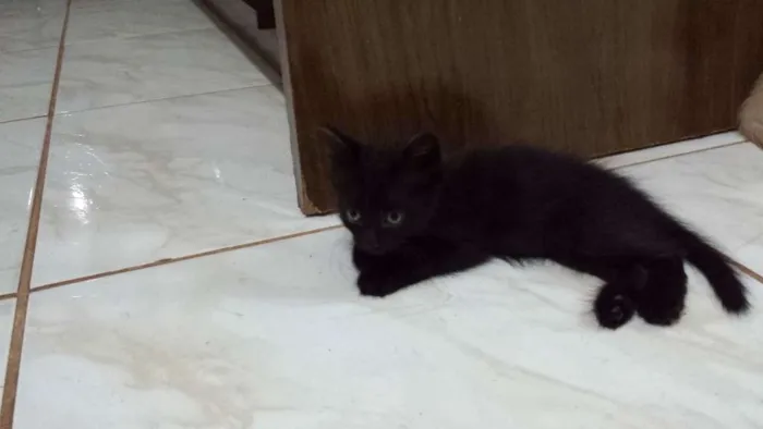 Gato ra a  idade 2 a 6 meses nome Mina, Menino, Galeg
