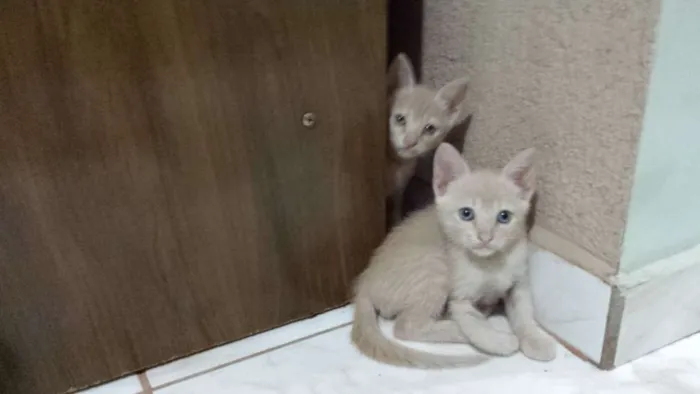Gato ra a  idade 2 a 6 meses nome Mina, Menino, Galeg