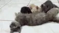 Mina, Menino, Galeg