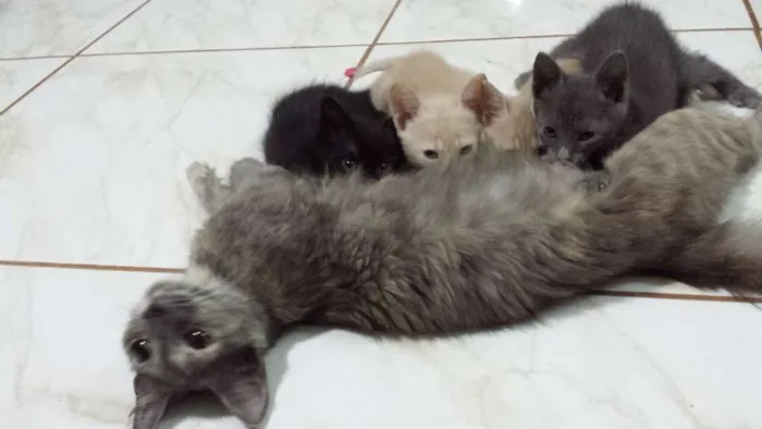 Gato ra a  idade 2 a 6 meses nome Mina, Menino, Galeg