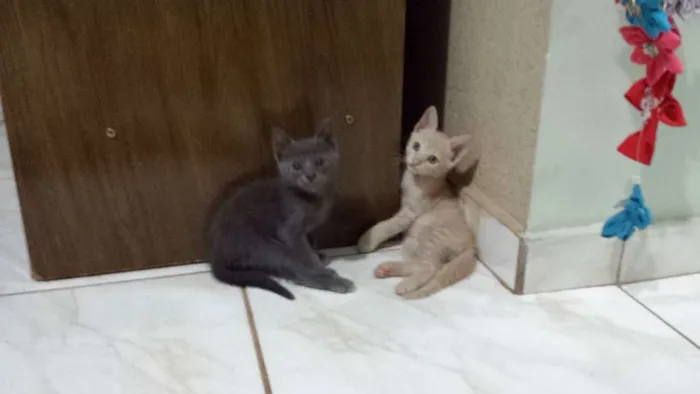 Gato ra a  idade 2 a 6 meses nome Mina, Menino, Galeg