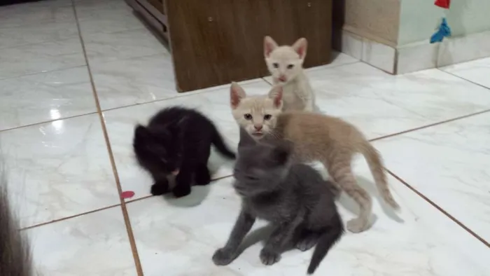 Gato ra a  idade 2 a 6 meses nome Mina, Menino, Galeg