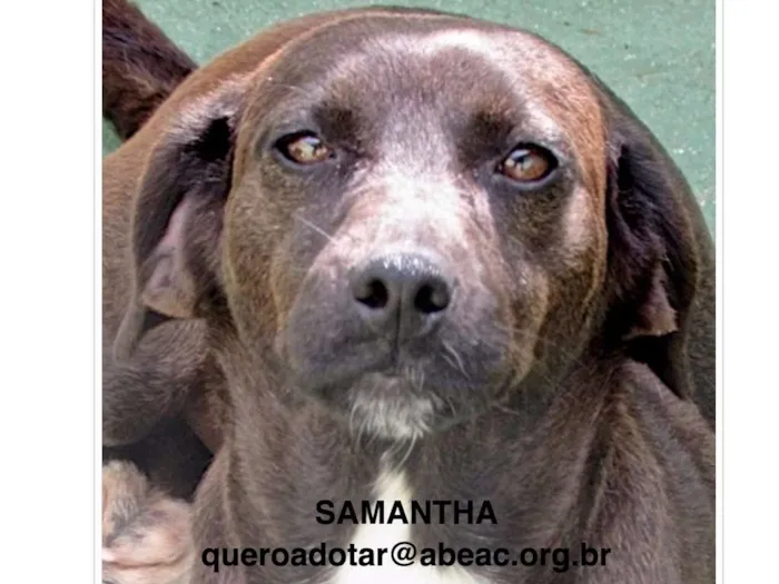 Cachorro ra a  idade 2 anos nome Samantha