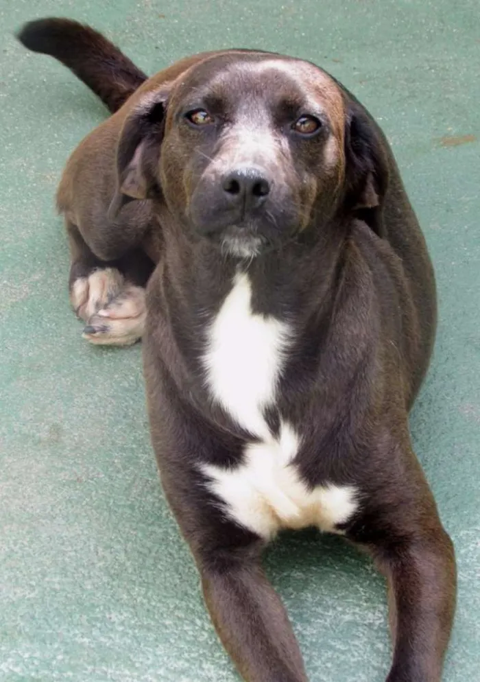 Cachorro ra a  idade 2 anos nome Samantha