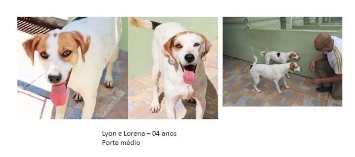 Cachorro ra a  idade 4 anos nome Lyon e Lorena