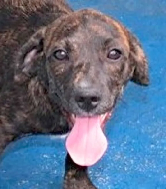 Cachorro ra a  idade 2 a 6 meses nome Aninha Bebezinha