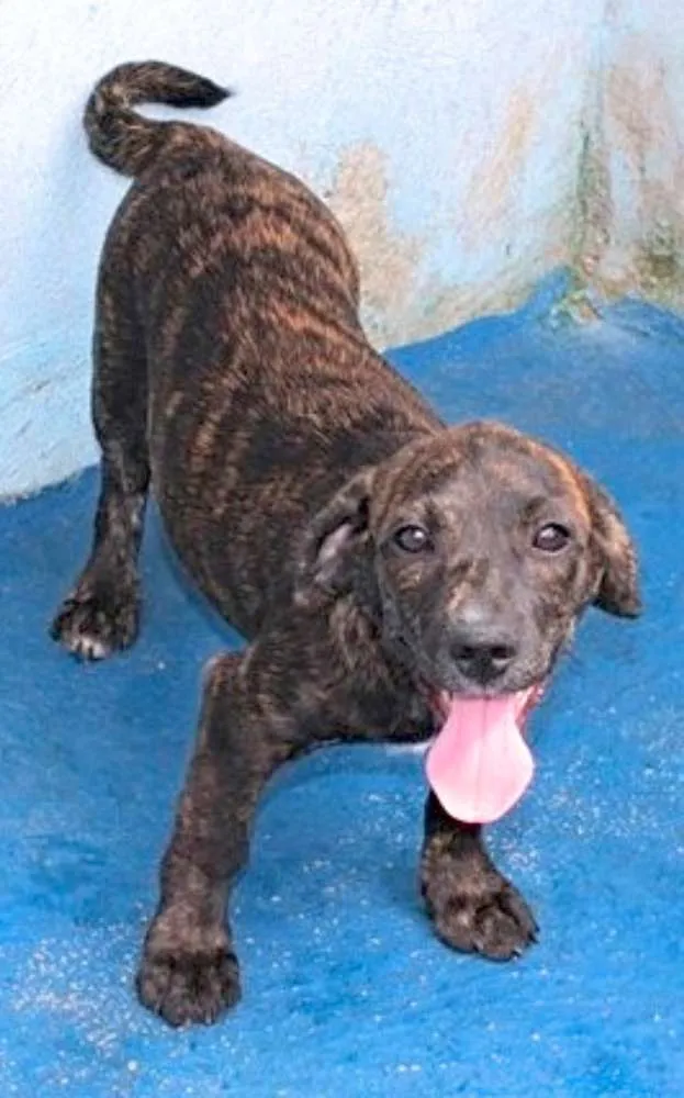 Cachorro ra a  idade 2 a 6 meses nome Aninha Bebezinha