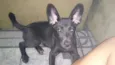 Bella