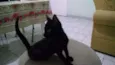 Quinha
