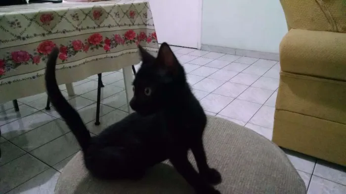 Gato raça Mestiça idade 2 a 6 meses nome Quinha