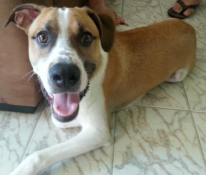 Cachorro ra a SRD idade 3 anos nome Tody e Leia