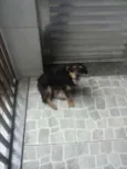 dudu